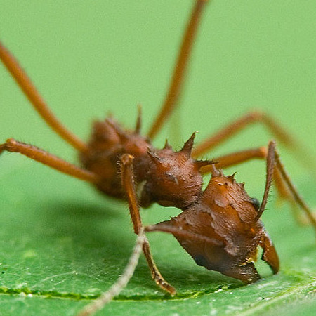 Acromyrmex octospinosus