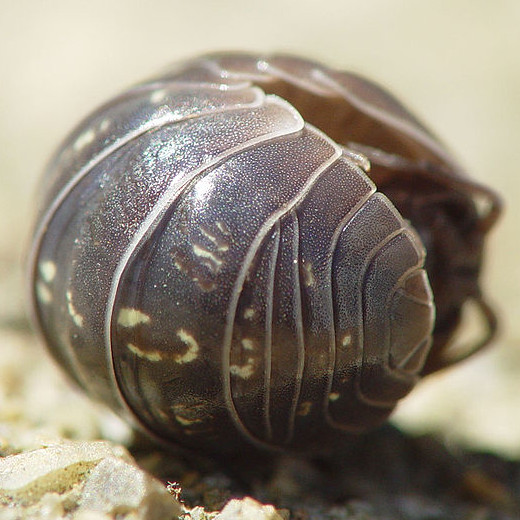 Cloporte commun (Armadillidium vulgare)