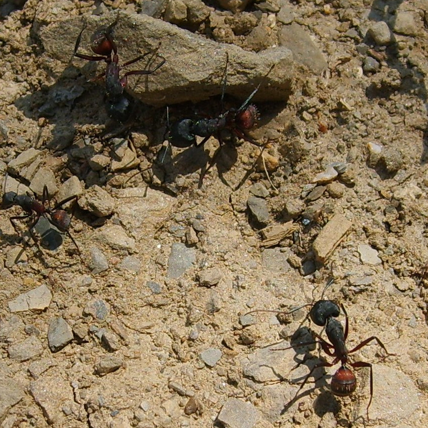 Camponotus cruentatus