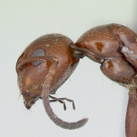 Camponotus lateralis