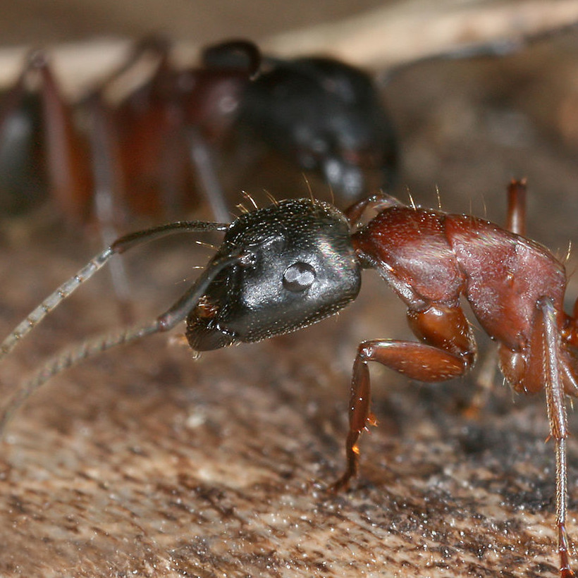 Camponotus ligniperdus