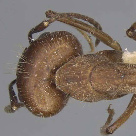 Camponotus nicobarensis