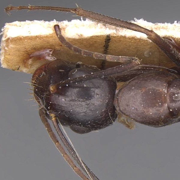 Camponotus sylvaticus
