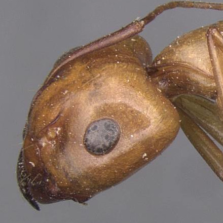 Camponotus turkestanus