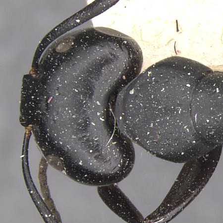 Camponotus vagus