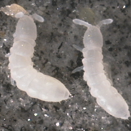 Collemboles
