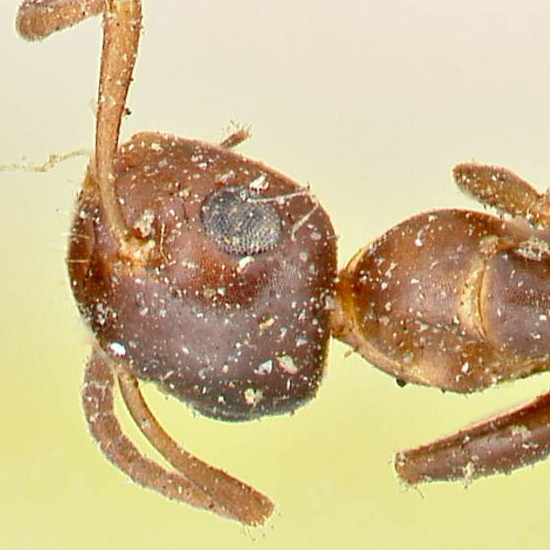 Colobopsis truncata
