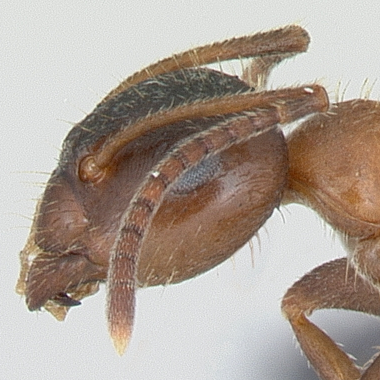 Lasius emarginatus