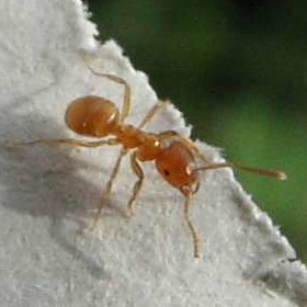Lasius flavus