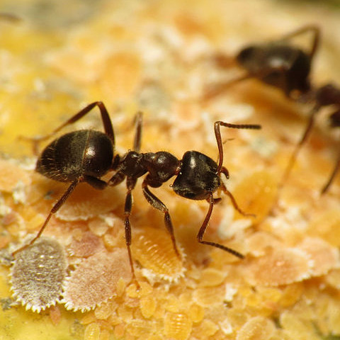 Lasius niger