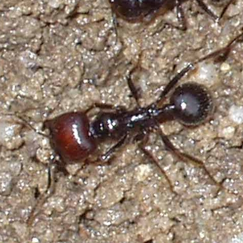 Messor barbarus