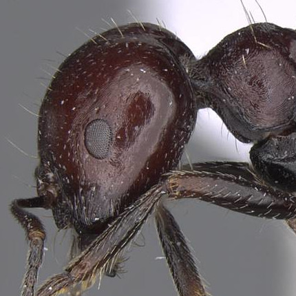 Messor minor