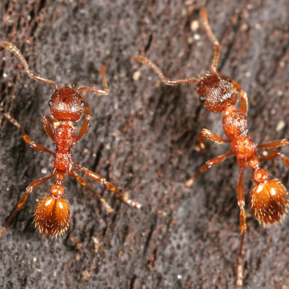 Myrmica rubra