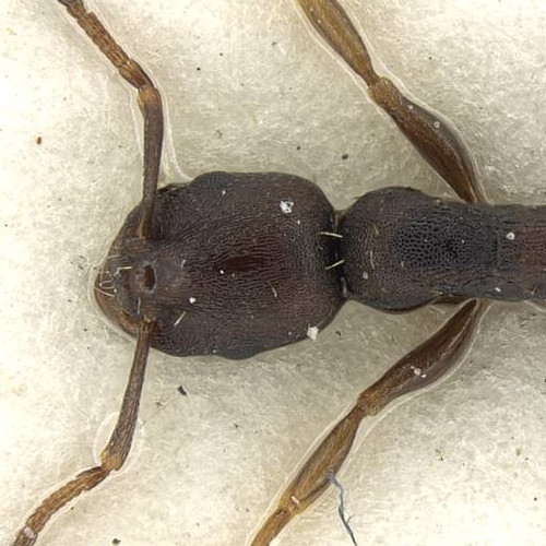 Temnothorax