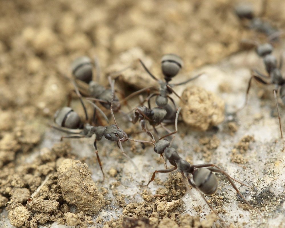 Deux fourmis en contact antennaire sur une branche.