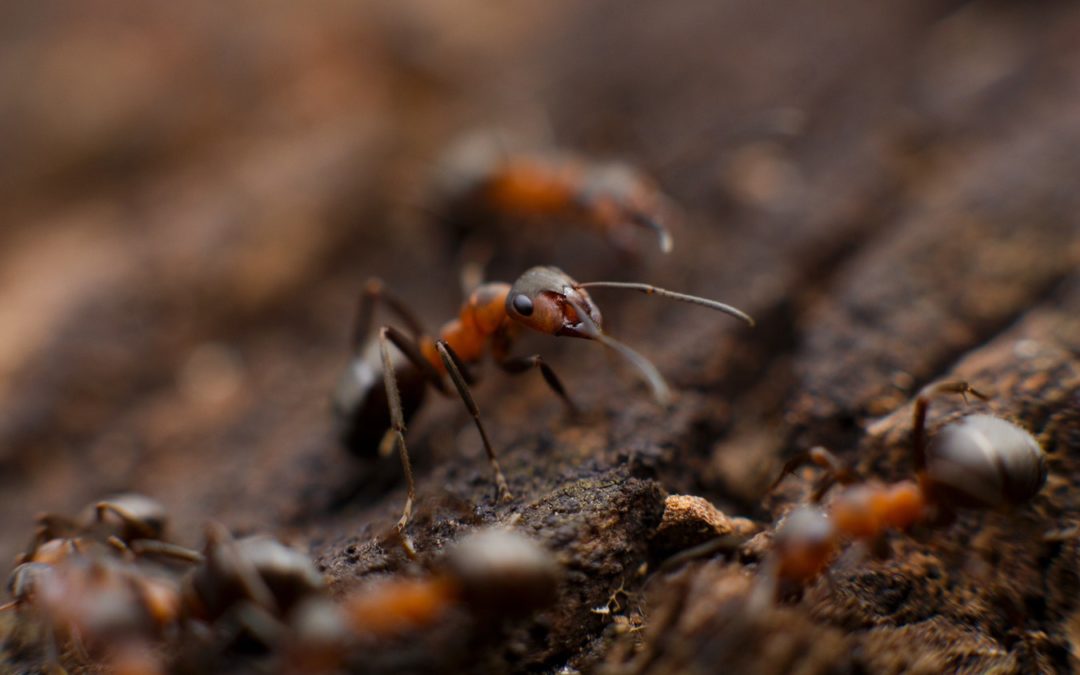 Récupérer les fourmis dans la nature ?