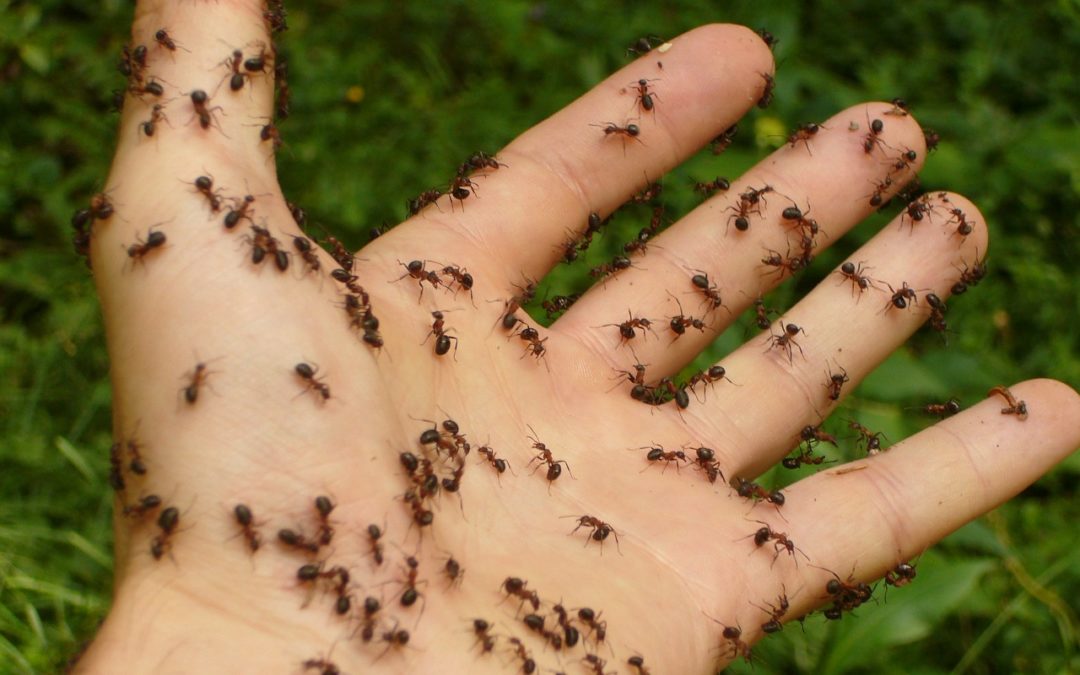 Que veut dire “fourmis invasives” ?