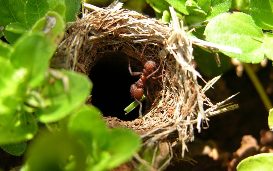 nid colonie fourmis