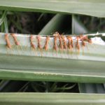fourmis exotiques tisserandes
