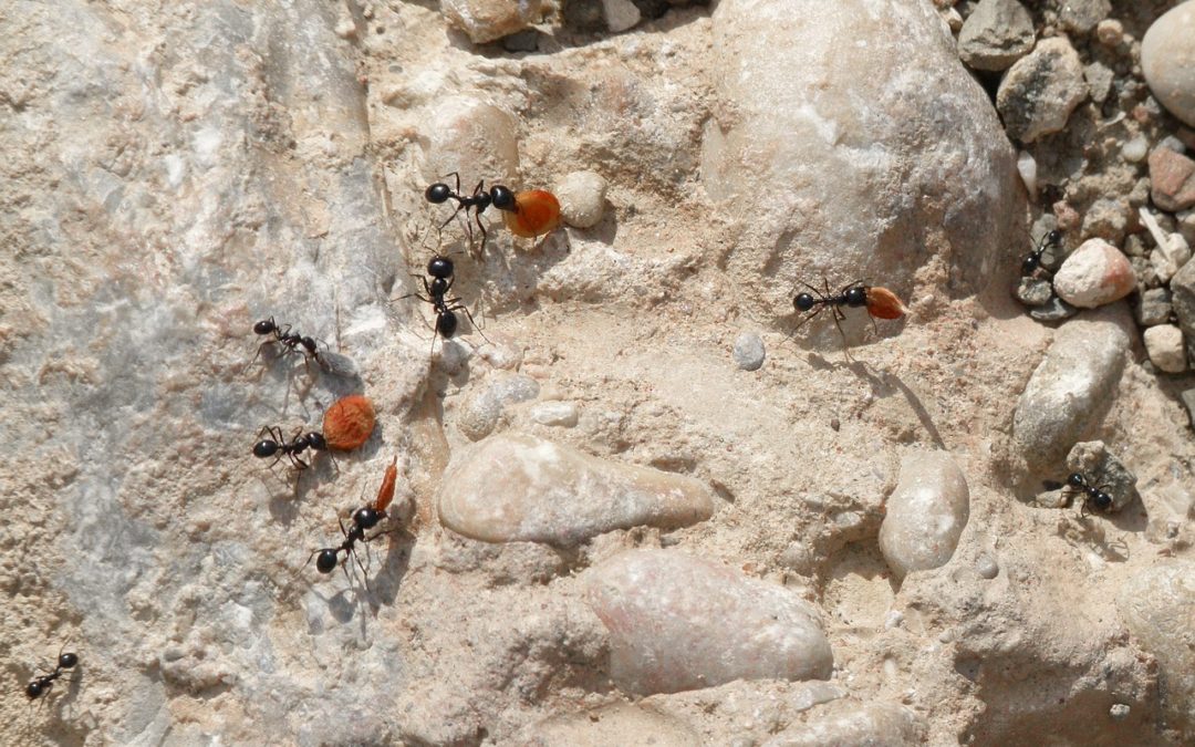 Comment communiquent les fourmis ?