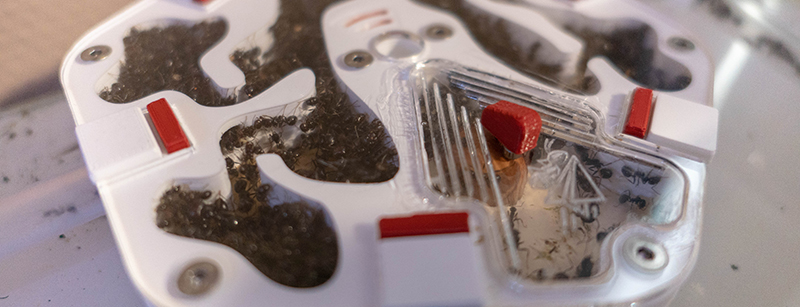 Lancement : Les petites colonies de FourmiCurieuse