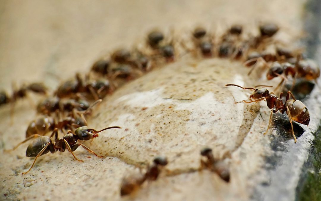 Par quoi sont attirées les fourmis ?