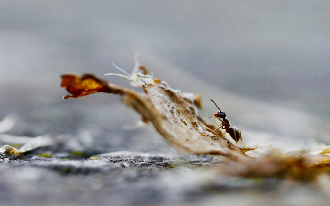 Le rôle des fourmis dans le milieu scientifique