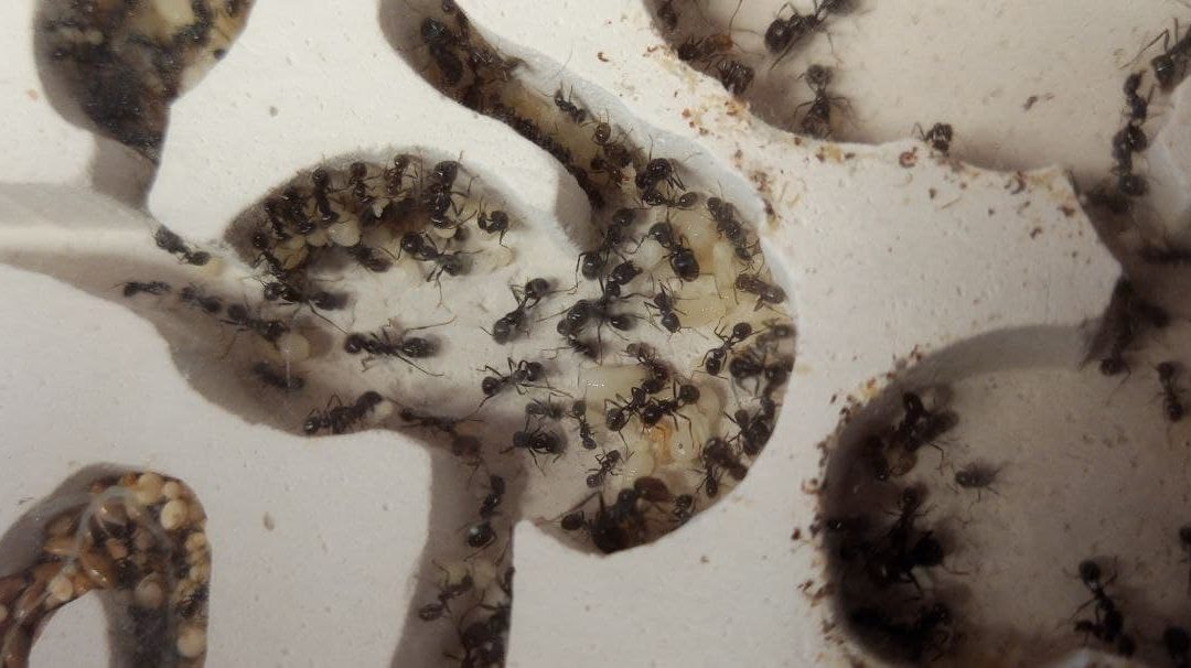 Œuf, larve, nymphe et imago : étapes de vie d’une fourmi