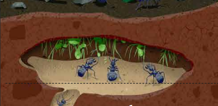 La ferme des fourmis : des pucerons sous terre