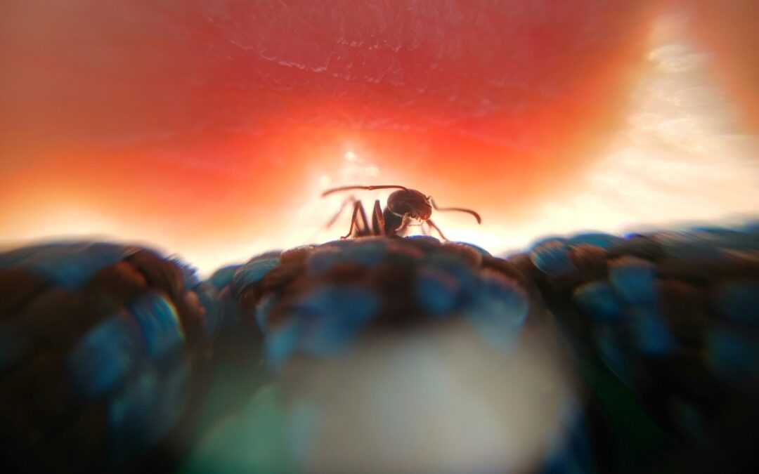 Quand les fourmis inspirent les robots : une nouvelle fa&ccedil;on de se d&eacute;placer